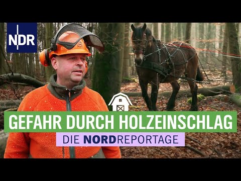 Harvester, Sägen, Rückepferde – Holzeinschlag im Akkord | Die Nordreportage | NDR