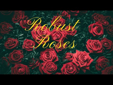 Stop Hurting Potted Roses! Do This Instead