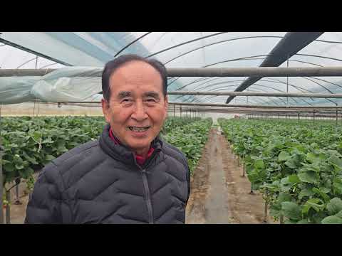 황금알농법 딸기 팁번 잿빛곰팡이 흰가루병 시들음병 짝병 위황병 흰가루병 응애방지