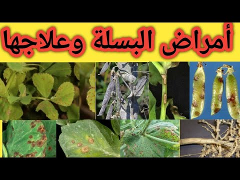 الأمراض الفطرية والآفات الحشرية علي نبات البسلة وعلاجها بكل سهولة