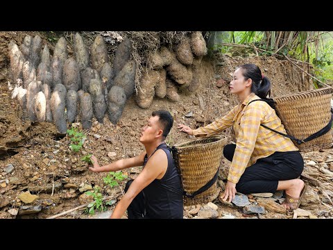 What are the benefits of potatoes to the human body?