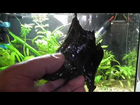 Driftwood in an Aquarium: What You Need to Know.