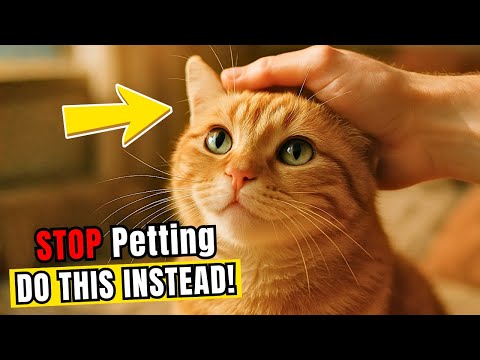 Stop Petting Your Cat Like That! 16 Things They Actually Love More