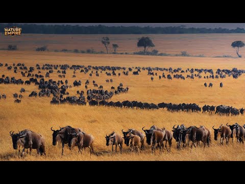 EPISCHE MIGRATIONEN | Die Wilde Odyssee der Beeindruckendsten Reisen – Tierdokumentation