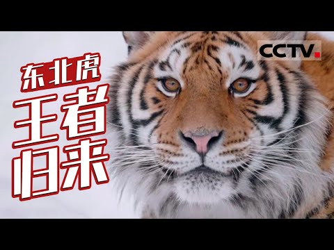 从“濒临灭绝”到“虎啸山林” 中国东北虎“复活”的希望 竟是一只母老虎？【CCTV纪录】