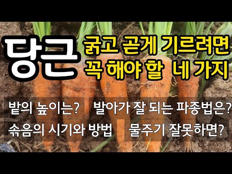 굵고 곧은 당근을 위해 꼭 해야할 네가지!  밭의 높이는? 발아가 잘되는 파종법.  솎음의 시기와 방법. 물주기가 중요한 이유