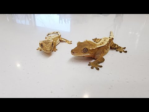 마지막으로 키워보겠습니다..