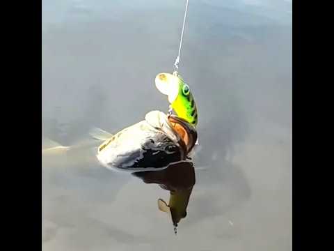 Making a Classic Jitterbug Lure by Hand      #fishing #handmadelure
