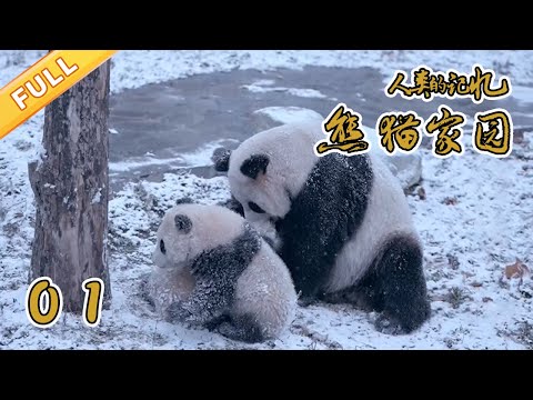 【正片】《熊猫家园》（上）【精品纪录片】