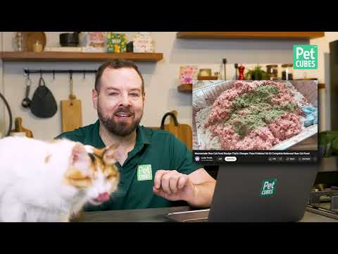 PhD Nutritionist Reviews a Popular Homemade Raw Cat Food Recipe – Is It Complete & Balanced?