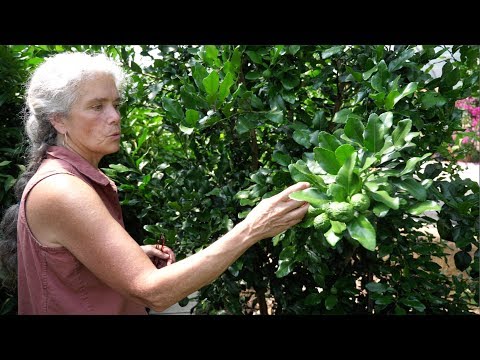 Tropical Paradise in Canada? Secrets to Growing Exotic Fruits in Unexpected Climates!