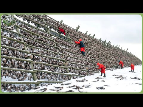 Inside the World’s Largest Stockfish Processing Line — How Arctic Cod Becomes Stockfish