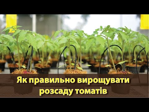 Як правильно вирощувати розсаду томатів | Как правильно выращивать рассаду помидоров?