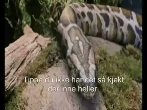 Sagan Om Den Røde Stein - Del 2