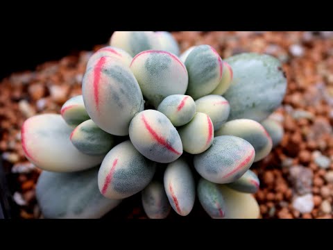 (ENG)방울복랑금 번식 재테크 비법 대공개!! Propagation Variegated Cotyledon Orbiculata Succulent(多肉植物)(たにくしょくぶつ)