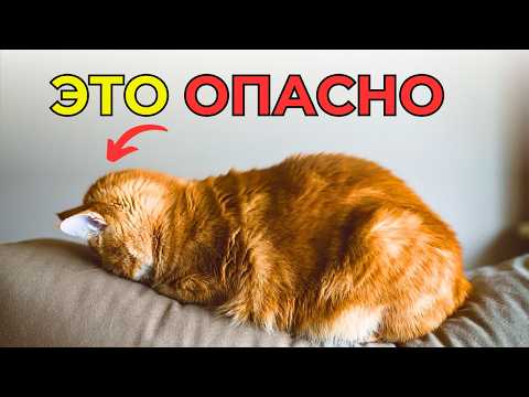 DANGEROUS symptoms of CAT DISEASE. Don't ignore!