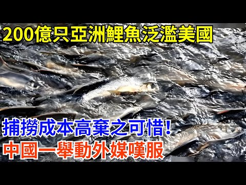 200億只亞洲鯉魚泛濫美國，捕撈成本高棄之可惜！中國一舉動外媒嘆服#科普 #熱門 #中國高鐵 #國際觀點 #大國工程