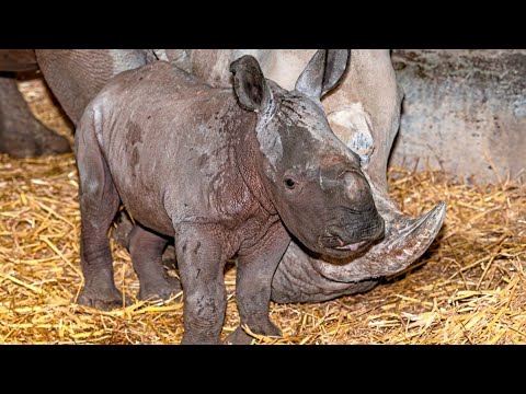 Nashorn-Baby im Zoo Schmiding in Oberösterreich geboren