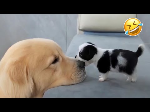 Funniest Cats & Dogs of 2025 🐾😂 | Try Not To Laugh Challenge!