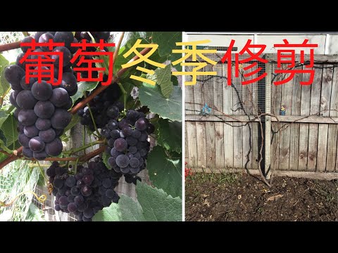 How to prune grape vine in winter