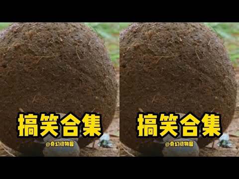 你一定沒看過這么搞笑的動物瞬間！一笑而過，忘記了世界的煩惱 #动物世界 #动物解说 #科普 #纪录片 #搞笑