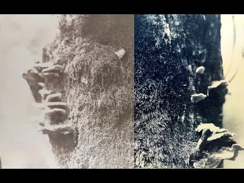 Bleaching and toning cyanotypes