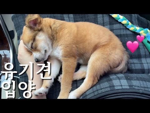 안락사 앞둔 유기견 입양하는 날 【캠핑견 성장 일기】