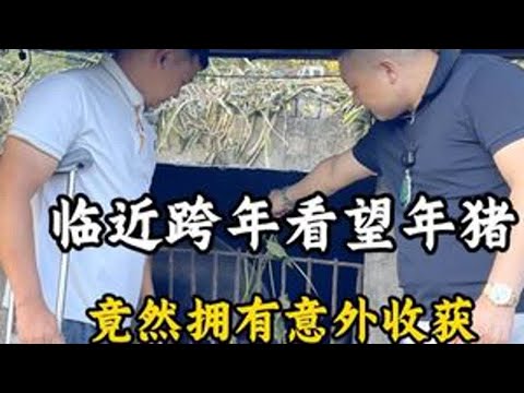 Visiting the Year of the Pig just before the New Year brought an unexpected surprise! #Jadeite #J...