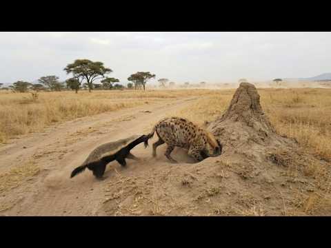 Honey Badger Keeps Biting And The Hyena Finally Backs Off From Her Den