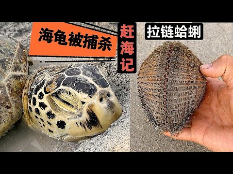 《环球探海记》阿曼 第34天：海鲜千万种，为什么还有人在捕杀海龟肉     #真实赶海记录#阿曼自由行#马西拉岛