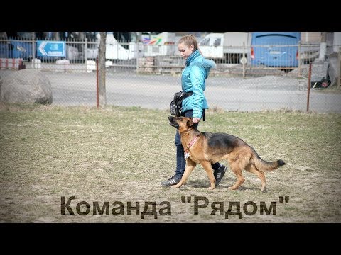 Дрессировка собаки: Команда Рядом