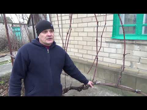 Short pruning of grape bush (to horns).