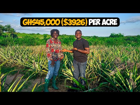 Pineapple Farming Explained: How To Make GHS 45,000($3,926) as a Beginner in Ghana (2026) - DETAILED