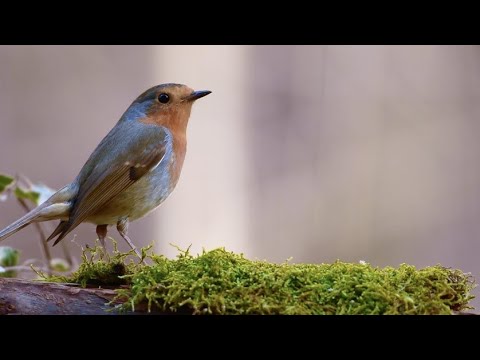 Birds Singing Without Music, 8 Hour Bird Sounds Relaxation, Soothing Nature Sounds, Birds Chirping