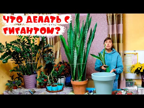 САНСЕВИЕРИЯ ПЕРЕСАДКА. Какой грунт, какой объем горшка.Делаем перевалку большой сансевьерии правильн