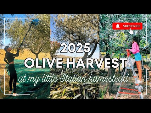 2025 Olive Harvest at My Little Italian Homestead: From Tree to Oil!