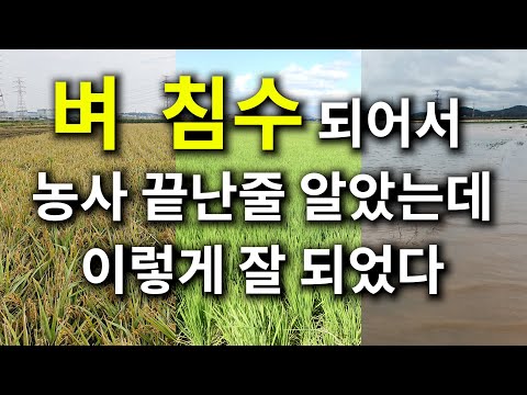 I thought the rice farming was over because the fields were flooded, but it turned out well.