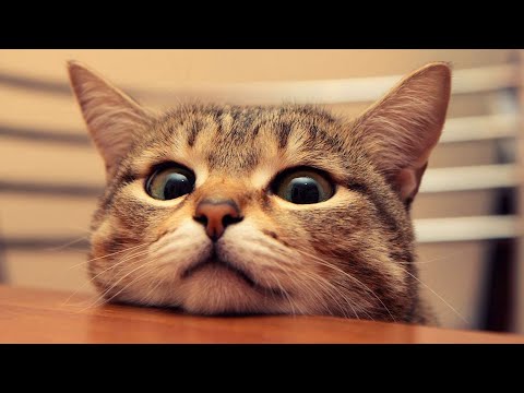 СМЕШНЫЕ ПРИКОЛЫ ПРО КОТОВ 2025 ГОДА | Подпорка приколов 2025 года #2