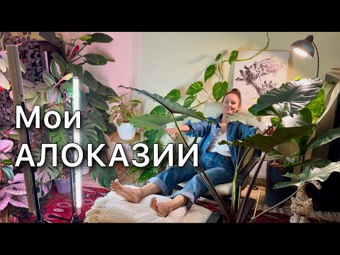 Plant Overview | Placement, Lighting, Soil, Care | 21 Varieties | Alocasia