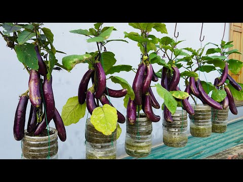 How To Grow Eggplant At Home