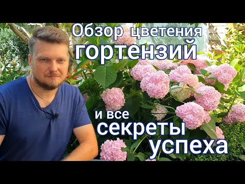 Шикарное цветение ГОРТЕНЗИИ в открытом грунте . Делюсь опытом выращивания и удачной зимовки.