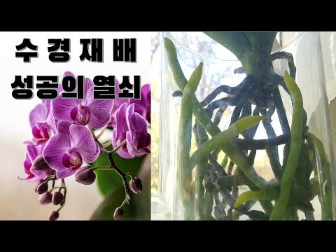 (ENG)Phalaenopsis Orchid Hydroponics #2 / Unhealthy Root Care and Fertilizer