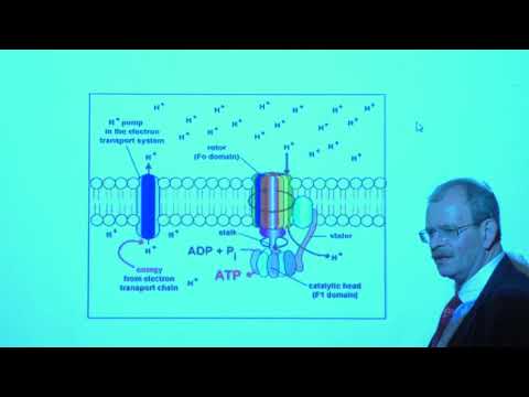 Гладилин А. К. - Биохимия - 13. Электрон-транспортная цепь