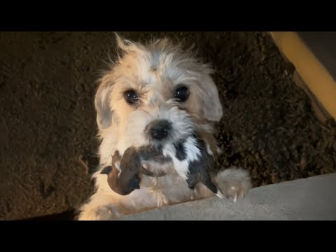 Abandoned Mother Carried Her Puppy, Desperate for a Miracle — Then Did The Unthinkable