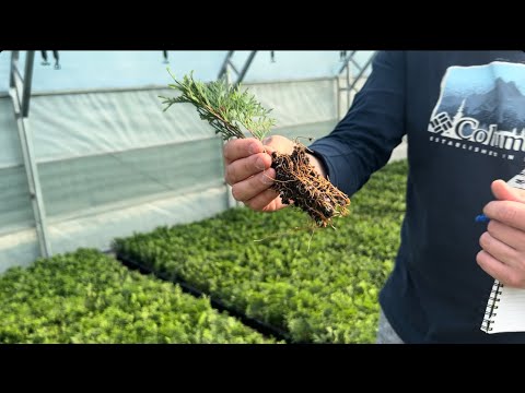 СЕКРЕТЫ УСПЕШНОГО ПИТОМНИКА ХВОЙНЫХ! БИЗНЕС НА РАСТЕНИЯХ #черенки #сеянцы #саженцы #питомникрастений