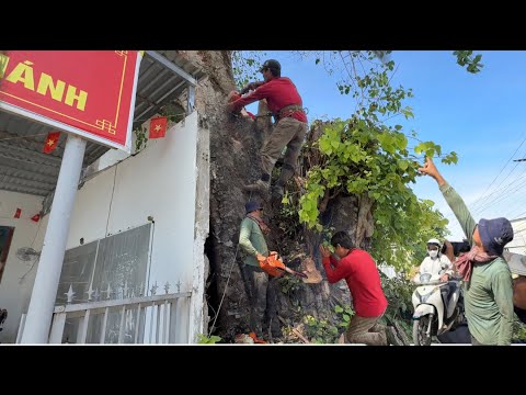 anh phương tiếp cưa hạ cây bồ đề dài trăm năm tuổi có xe cẩu gấp tiếp # Bangcuacay