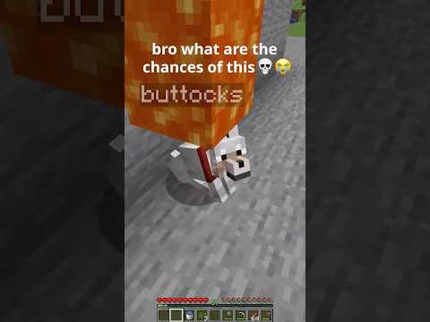minecraft dog moment