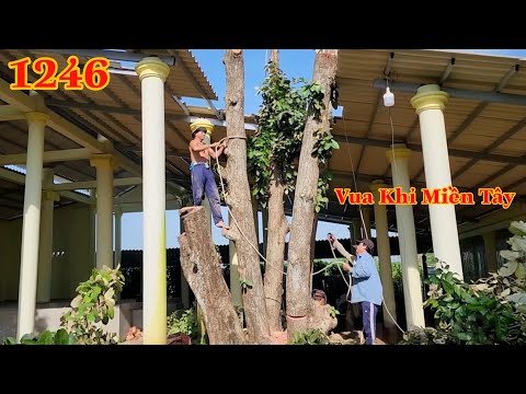 Full : Nhóm Vua Khỉ Miền Tây cưa hạ bụi cây Cui nằm giữa 2 mái nhà Cutting trees