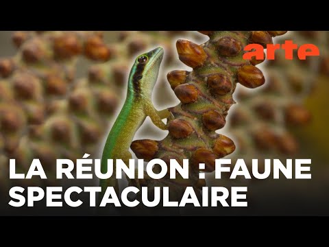 L'île de La Réunion, laboratoire de l’évolution | ARTE Family