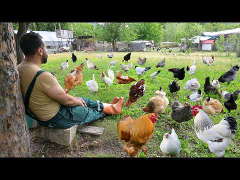 Egg Harvest with Free-Range Chickens - Natural Chicken Remedy with Organic Mulberry Leaves